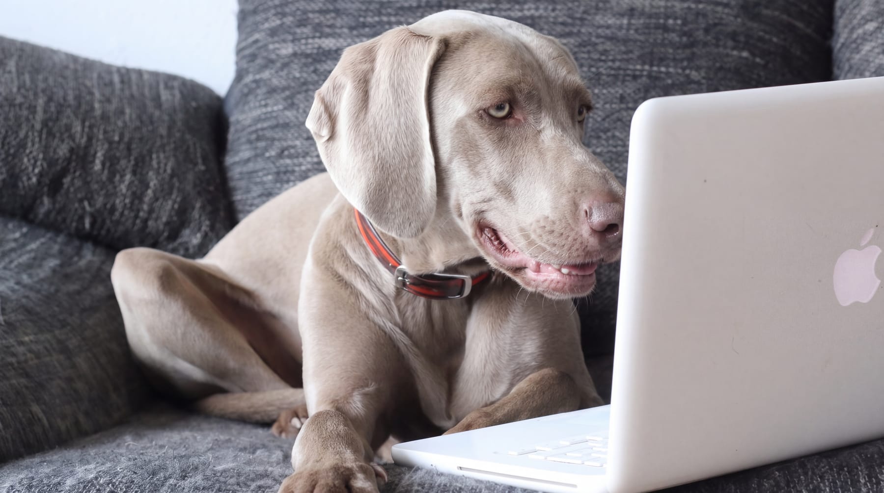 Oscar, ein Weimaraner, liegt auf dem Sofa und schaut gut gelaunt in einen aufgeklappten Laptop